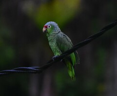 Amazona autumnalis salvini