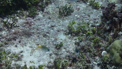 Pomachromis guamensis