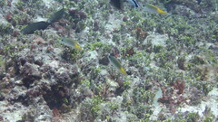 Pomachromis guamensis