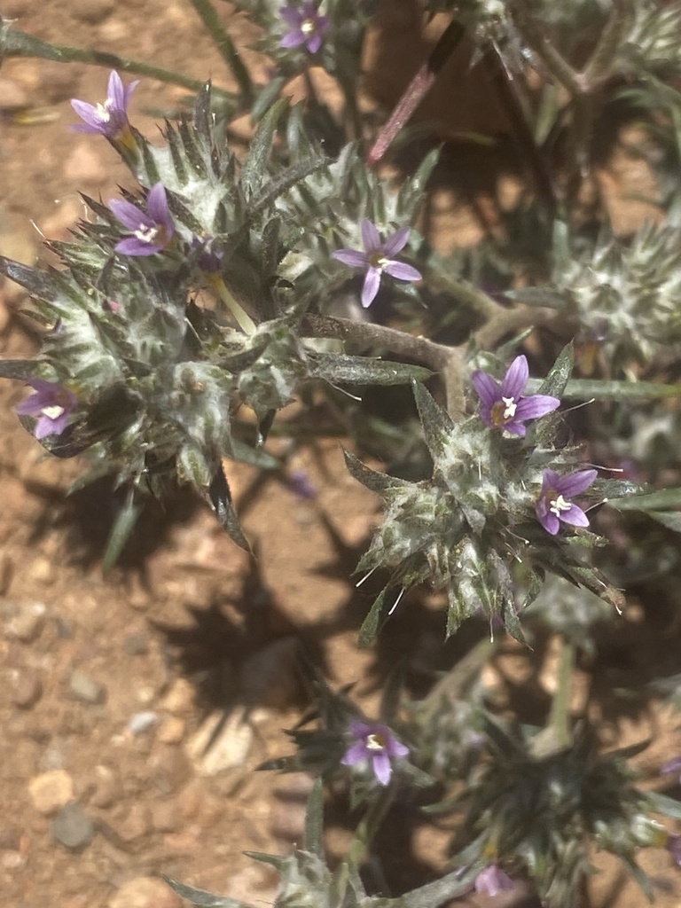 Eriastrum johnsonii