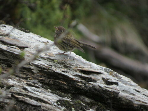 Taiwan Bush Robin (Tarsiger formosanus), photo 3