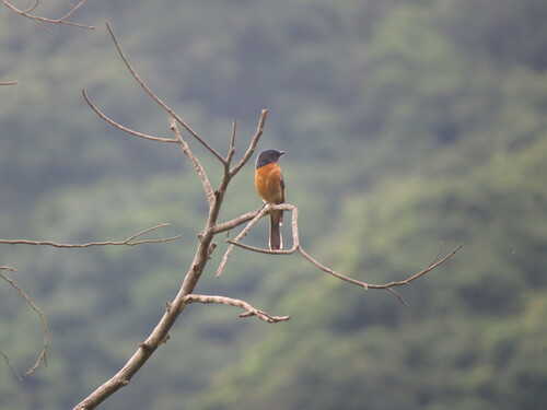 Taiwan Vivid Niltava (Niltava vivida), photo 6