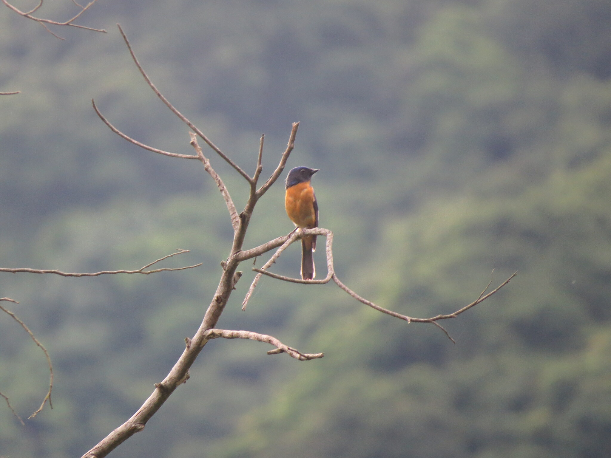 Taiwan Vivid Niltava