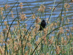 Agelaius phoeniceus californicus