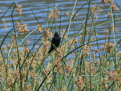 Agelaius phoeniceus californicus