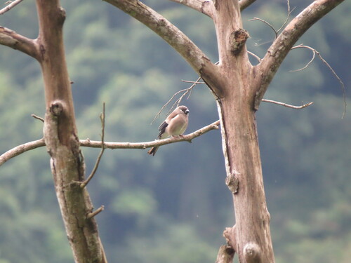 Brown Bullfinch (Pyrrhula nipalensis), photo 10
