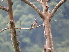 Pyrrhula nipalensis