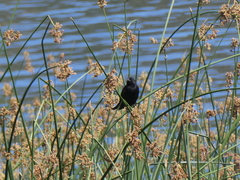 Agelaius phoeniceus californicus