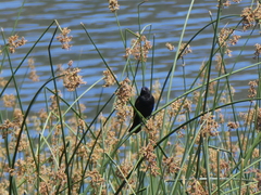Agelaius phoeniceus californicus