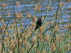 Agelaius phoeniceus californicus