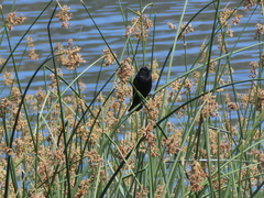 Agelaius phoeniceus californicus