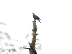 Columba pulchricollis