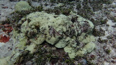 Turbinaria stellulata