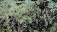 Turbinaria stellulata