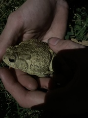 Anaxyrus americanus