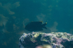 Plectroglyphidodon apicalis