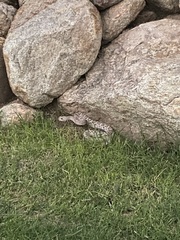 Crotalus atrox