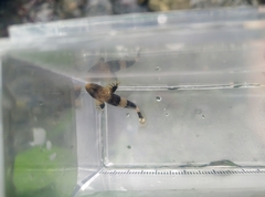 Schismatogobius ampluvinculus