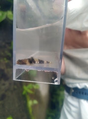 Schismatogobius ampluvinculus