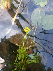 Nuphar microphylla