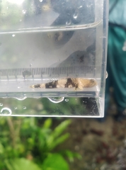 Schismatogobius ampluvinculus