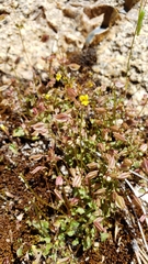 Erythranthe howaldiae