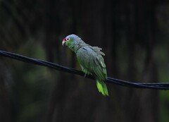 Amazona autumnalis salvini