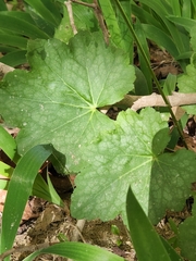 Heuchera parviflora
