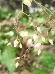 Heuchera parviflora