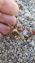 Phacelia quickii