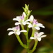 Epidendrum fimbriatum - Photo (c) Andreas Kay，保留部份權利CC BY-NC-SA