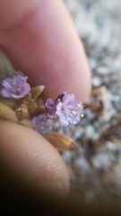 Phacelia quickii