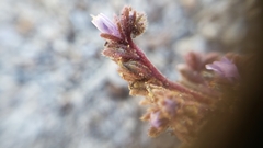 Phacelia quickii