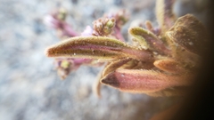 Phacelia quickii