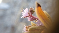 Phacelia quickii