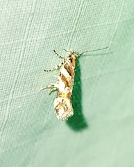 Aristotelia lespedezae
