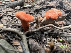 Cantharellus corallinus