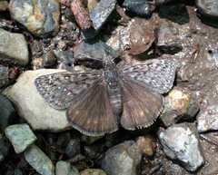 Erynnis telemachus