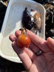 Halocynthia pyriformis