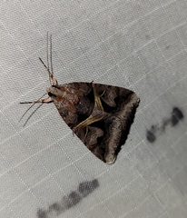 Drasteria grandirena