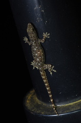 Hemidactylus garnotii
