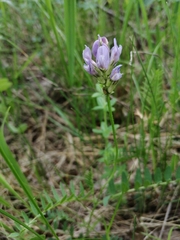 Astragalus danicus