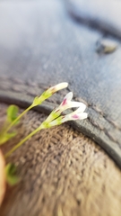 Trifolium variegatum geminiflorum