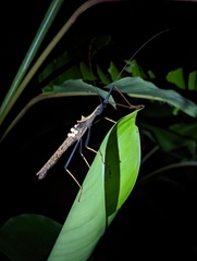 Pseudophasma bispinosum
