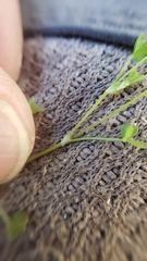 Trifolium variegatum geminiflorum