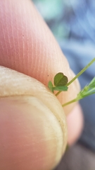 Trifolium variegatum geminiflorum