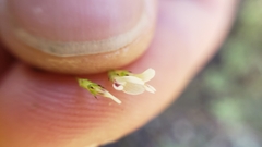 Trifolium variegatum geminiflorum