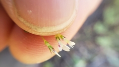 Trifolium variegatum geminiflorum
