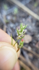 Polygonum polygaloides kelloggii