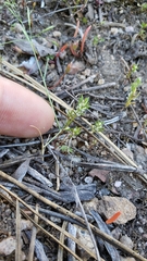 Polygonum polygaloides kelloggii